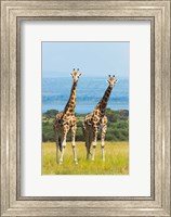 Giraffes on the Savanna, Murchison Falls National park, Uganda Fine Art Print