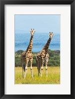 Giraffes on the Savanna, Murchison Falls National park, Uganda Fine Art Print