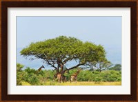 Giraffes Under an Acacia Tree on the Savanna, Uganda Fine Art Print