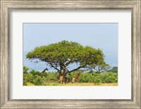 Giraffes Under an Acacia Tree on the Savanna, Uganda Fine Art Print