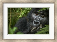 Mountain Gorilla, Bwindi Impenetrable Forest, Uganda Fine Art Print