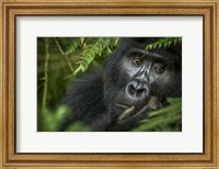 Mountain Gorilla, Bwindi Impenetrable Forest, Uganda Fine Art Print