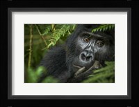 Mountain Gorilla, Bwindi Impenetrable Forest, Uganda Fine Art Print