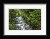 Bwindi Impenetrable Fores,t Uganda Fine Art Print