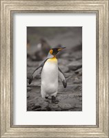 Antarctica, King Penguin Fine Art Print