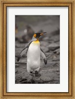 Antarctica, King Penguin Fine Art Print