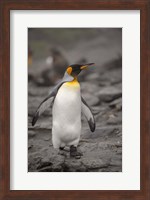 Antarctica, King Penguin Fine Art Print