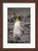 Antarctica, King Penguin Fine Art Print