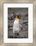 Antarctica, King Penguin Fine Art Print