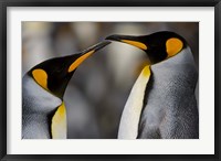 Antarctica, South Georgia, King Penguin Pair Fine Art Print