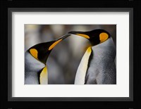 Antarctica, South Georgia, King Penguin Pair Fine Art Print