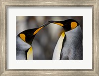 Antarctica, South Georgia, King Penguin Pair Fine Art Print