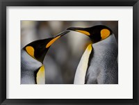 Antarctica, South Georgia, King Penguin Pair Fine Art Print