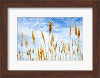 Wheat Blowing in the Wind Fine Art Print