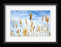 Wheat Blowing in the Wind Fine Art Print