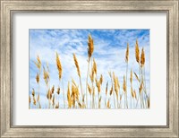 Wheat Blowing in the Wind Fine Art Print