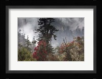 Rhododendron in Bloom, Paro Valley, Bhutan Fine Art Print