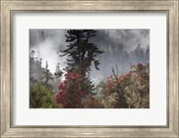 Rhododendron in Bloom, Paro Valley, Bhutan Fine Art Print