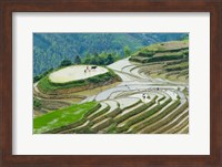 Rice Terrace with Water Buffalo, Longsheng, Guangxi Province, China Fine Art Print