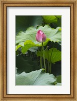 Lotus in a pond, Suzhou, Jiangsu Province, China Fine Art Print