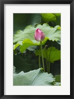 Lotus in a pond, Suzhou, Jiangsu Province, China Fine Art Print