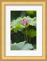 Lotus in a pond, Suzhou, Jiangsu Province, China Fine Art Print