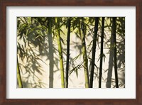 Bamboo Casting Shadows, Suzhou, Jiangsu Province, China Fine Art Print