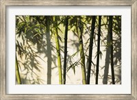 Bamboo Casting Shadows, Suzhou, Jiangsu Province, China Fine Art Print