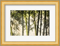 Bamboo Casting Shadows, Suzhou, Jiangsu Province, China Fine Art Print