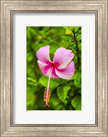 Ranthambore, Rajasthan, India, Hibiscus Flower Fine Art Print