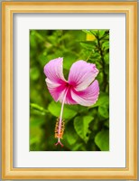 Ranthambore, Rajasthan, India, Hibiscus Flower Fine Art Print