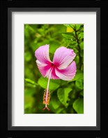 Ranthambore, Rajasthan, India, Hibiscus Flower Fine Art Print