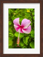 Ranthambore, Rajasthan, India, Hibiscus Flower Fine Art Print