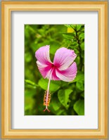 Ranthambore, Rajasthan, India, Hibiscus Flower Fine Art Print