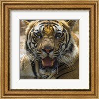 Male Bengal Tiger at Bandhavgarh Tiger Reserve, India Fine Art Print