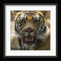 Male Bengal Tiger at Bandhavgarh Tiger Reserve, India Fine Art Print