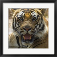Male Bengal Tiger at Bandhavgarh Tiger Reserve, India Fine Art Print