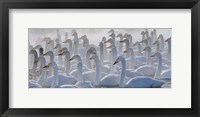 Whooper Swans, Hokkaido, Japan Fine Art Print