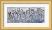 Whooper Swans, Hokkaido, Japan Fine Art Print