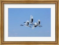 Japanese Cranes Flying Fine Art Print