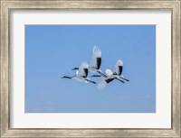 Japanese Cranes Flying Fine Art Print
