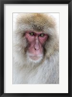 Portrait of a Monkey, Japan Fine Art Print