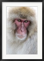 Portrait of a Monkey, Japan Fine Art Print