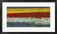 Colorful Flowers, Furano, Hokkaido, Japan Framed Print