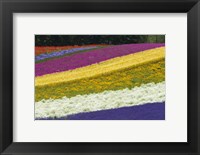 Colorful Flowers in a Lavender farm, Furano, Japan Fine Art Print