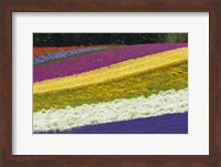 Colorful Flowers in a Lavender farm, Furano, Japan Fine Art Print