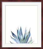 Agave II Fine Art Print