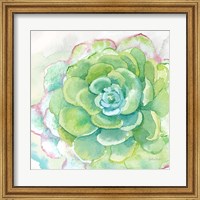 Sweet Succulents IV Fine Art Print