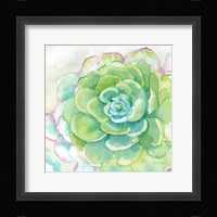Sweet Succulents IV Framed Print