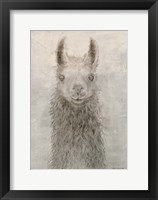 Llama Portrait Fine Art Print